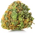susz cbd gorilla gold kraina konopi sklep cbd 1g 2g 3g 4g 5g 10g 20g 30g 40g 50g 100g 200g 300g 400g 500g 1000g 1kg 2kg 5kg 10kg hurt detal (2).jpg