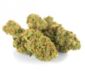 susz cbd gorilla gold kraina konopi sklep cbd 1g 2g 3g 4g 5g 10g 20g 30g 40g 50g 100g 200g 300g 400g 500g 1000g 1kg 2kg 5kg 10kg hurt detal (9).jpg