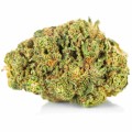 susz cbd gorilla gold kraina konopi sklep cbd 1g 2g 3g 4g 5g 10g 20g 30g 40g 50g 100g 200g 300g 400g 500g 1000g 1kg 2kg 5kg 10kg hurt detal (6).jpg