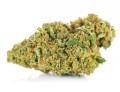 susz cbd gorilla gold kraina konopi sklep cbd 1g 2g 3g 4g 5g 10g 20g 30g 40g 50g 100g 200g 300g 400g 500g 1000g 1kg 2kg 5kg 10kg hurt detal (4).jpg