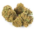 susz cbd jack herer kraina konopi sklep cbd 1g 2g 3g 4g 5g 10g 20g 30g 40g 50g 100g 200g 300g 400g 500g 1000g 1kg 2kg 5kg 10kg hurt detal (9).jpg