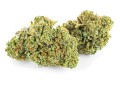 susz cbd amnesia haze kraina konopi sklep cbd 1g 2g 3g 4g 5g 10g 20g 30g 40g 50g 100g 200g 300g 400g 500g 1000g 1kg 2kg 5kg 10kg hurt detal (10).JPG