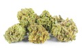 susz cbd white widow kraina konopi sklep cbd 1g 2g 3g 4g 5g 10g 20g 30g 40g 50g 100g 200g 300g 400g 500g 1000g 1kg 2kg 5kg 10kg hurt detal (18).jpg