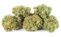 Sour Skunk KrainaKonopi (2).JPG