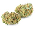 Sour Skunk KrainaKonopi (4).JPG