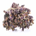 purple haze kraina konopi (2).JPG