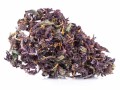 purple haze kraina konopi (4).JPG