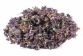 purple haze kraina konopi (6).JPG