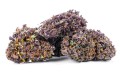 purple haze kraina konopi (7).JPG