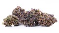 purple haze kraina konopi (8).JPG