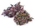 purple haze kraina konopi (9).JPG