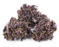 purple haze kraina konopi (10).JPG