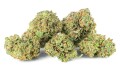 Cannatonic Kraina Konopi (2).JPG