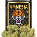 Amnesia-Gold.jpg