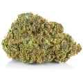 susz cbd amnesia gold kraina konopi sklep cbd 1g 2g 3g 4g 5g 10g 20g 30g 40g 50g 100g 200g 300g 400g 500g 1000g 1kg 2kg 5kg 10kg hurt detal  (1).jpg