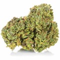 susz cbd amnesia gold kraina konopi sklep cbd 1g 2g 3g 4g 5g 10g 20g 30g 40g 50g 100g 200g 300g 400g 500g 1000g 1kg 2kg 5kg 10kg hurt detal  (2).jpg