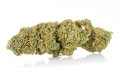 susz cbd amnesia gold kraina konopi sklep cbd 1g 2g 3g 4g 5g 10g 20g 30g 40g 50g 100g 200g 300g 400g 500g 1000g 1kg 2kg 5kg 10kg hurt detal  (4).jpg