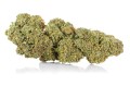 susz cbd amnesia gold kraina konopi sklep cbd 1g 2g 3g 4g 5g 10g 20g 30g 40g 50g 100g 200g 300g 400g 500g 1000g 1kg 2kg 5kg 10kg hurt detal  (5).jpg