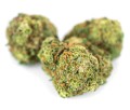 susz cbd super silver haze kraina konopi sklep cbd 1g 2g 3g 4g 5g 10g 20g 30g 40g 50g 100g 200g 300g 400g 500g 1000g 1kg 2kg 5kg 10kg hurt detal (16).jpg